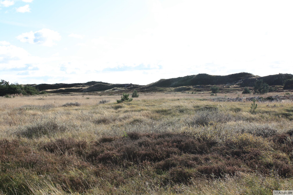 Heide und Gras beim Paelebjerg
