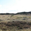 Heide und Gras beim Paelebjerg