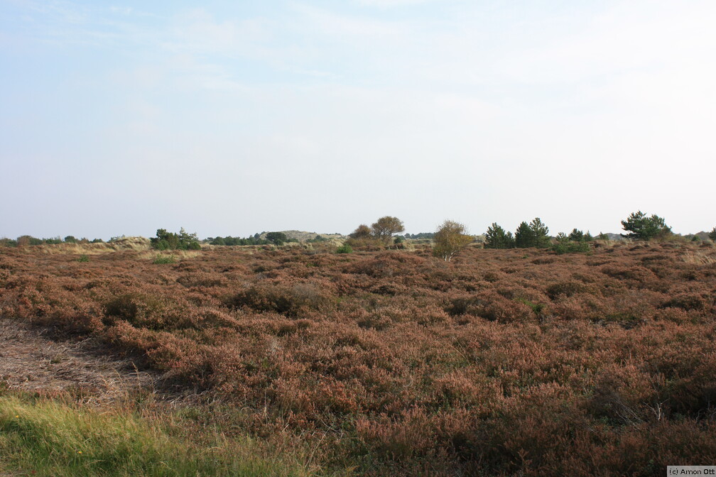 Typische Fanø-Heide nahe Sønderho Vogelkoje