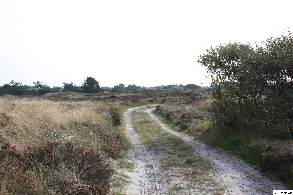 Sandweg zur Sønderho Vogelkoje