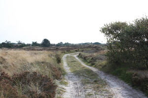 Sandweg zur Sønderho Vogelkoje