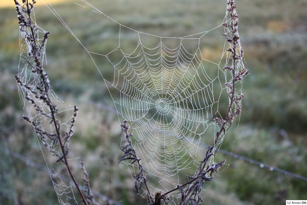 Spinnweben in Sønderho