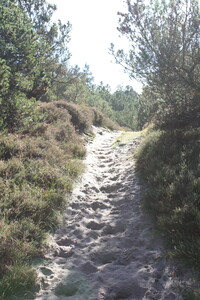 Heide-Sandweg auf Fanø