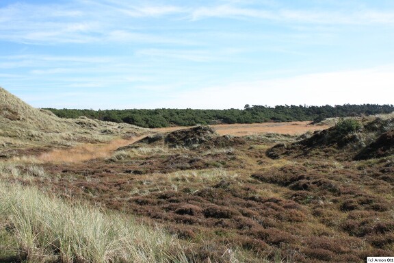 Typische Sumpf-Niederung auf Fanø