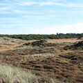 Typische Sumpf-Niederung auf Fanø