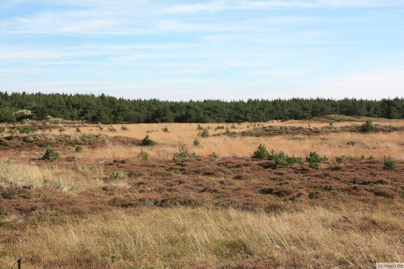 Wald und Heide auf Fanø