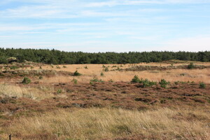 Wald und Heide auf Fanø