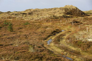 Treckerweg nahe Sønderho Strandsø