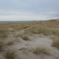 Stranddünen bei Hvide Sande