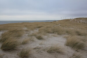 Stranddünen bei Hvide Sande