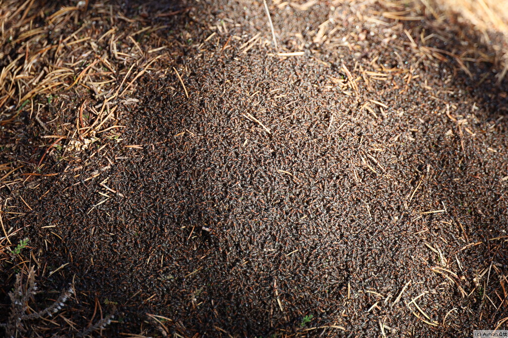 Ameisen in Husby Klitplantage