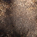 Ameisen in Husby Klitplantage