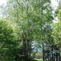 Bäume bei Mandelholz