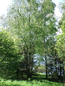 Bäume bei Mandelholz