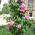 Rosen im Schloss Wernigerode