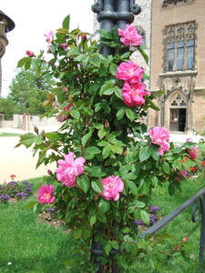 Rosen im Schloss Wernigerode