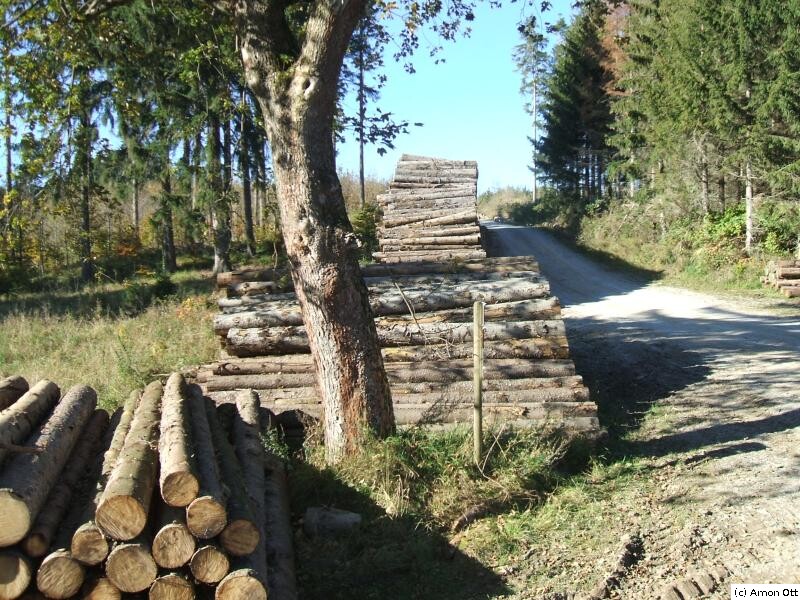 Holzstapel nahe Susenburg, Rübeland