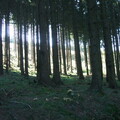Waldlicht