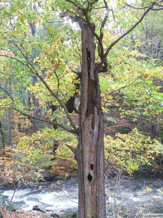 Fast toter Baum im Bodetal zwischen Thale und Treseburg