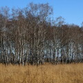 Birkenwald beim Grenzwall