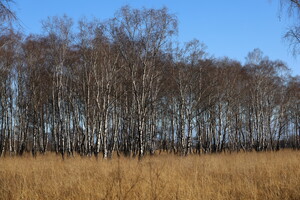 Birkenwald beim Grenzwall