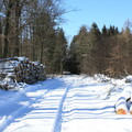 Waldweg zwischen weißer Hirsch und Hexentanzplatz