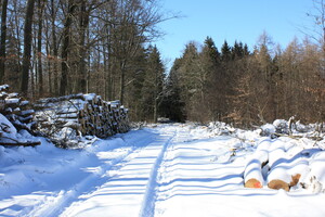 Waldweg zwischen weißer Hirsch und Hexentanzplatz