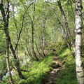 Waldweg zum Mundalsfjellstølen