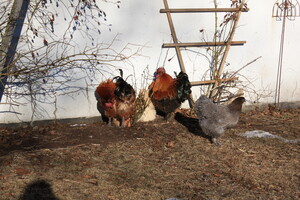 Hühner in Gällsås