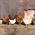 Hühner in Gällsås