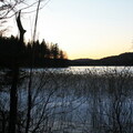 Reet am Björkasjön