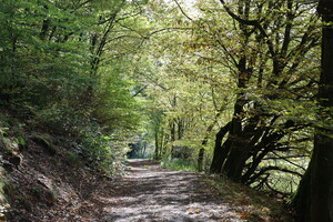 Sonniger Waldweg
