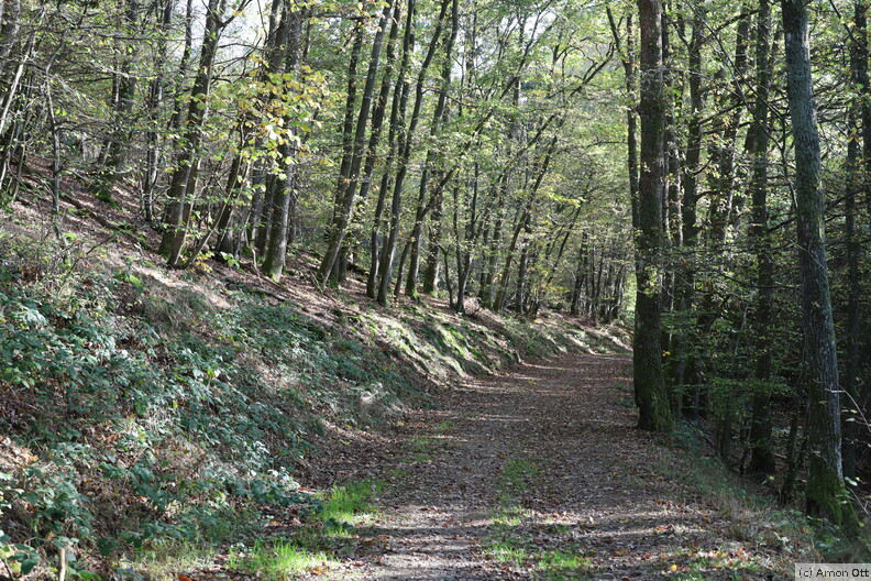 Waldweg bei Daun