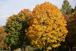 Herbstfarben im Kurpark Daun