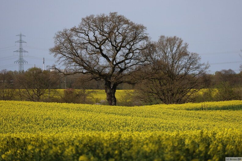 Rapsfeld beim Kratt