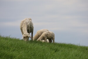 Schafe auf dem Norderelbdeich