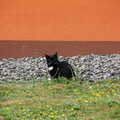 Katze in Osterode