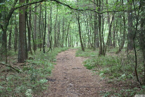 Waldweg bei Suerhop