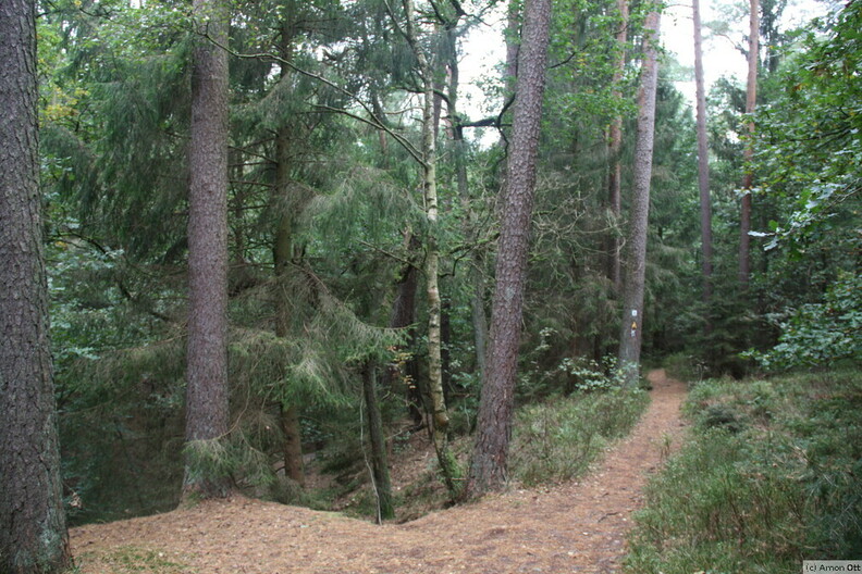 Waldweg bei Holm-Seppensen