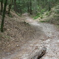 Waldweg bei Holm-Seppensen