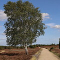 Sonniger Baum