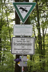 Paterzeller Eibenwald