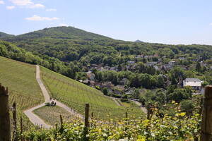 Weinberg bei Oberdollendorf