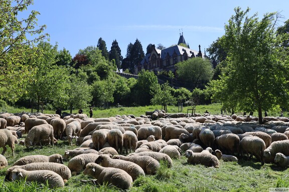 Schafe bei Schloss Drachenfels