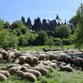 Schafe bei Schloss Drachenfels