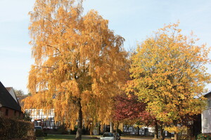 Herbstfarbe in Neuhaus