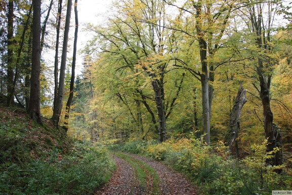 Typischer Waldweg
