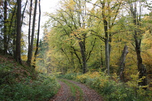 Typischer Waldweg