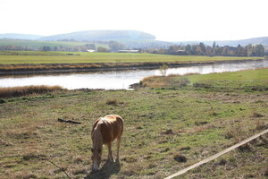 Ponyweide an der Weser