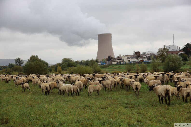 Schafe an der Weser vor AKW Grohnde